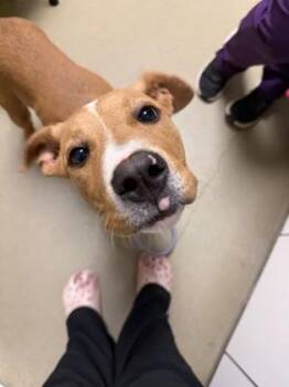 Tonka -  Pit Bull Terrier and Mixed Breed Dog for Adoption in King William, Virginia - Tonka | PetCurious
