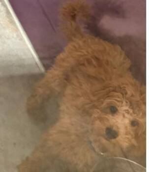 Poodle and Mixed Breed Dogs Available for Adoption in Kansas City, Missouri - Bo | PetCurious