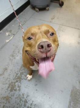 Rescue Pit Bull Terrier Dogs for Adoption in Sacramento, California - Nala Rose | PetCurious