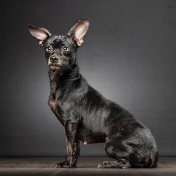 Bonnie -  Chihuahua Dog for Adoption in Jupiter, Florida - Bonnie | PetCurious
