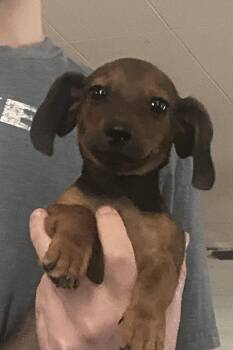 Frank -  Dachshund Dog for Adoption in Comanche, Texas - Frank | PetCurious