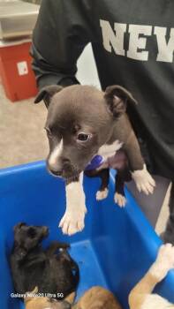 Mixed Breed Dogs Available for Adoption - FROST | PetCurious