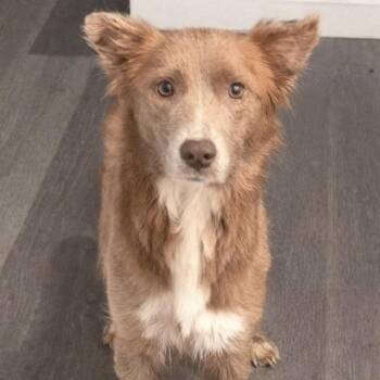 Collie Dogs Available for Adoption - Grace | PetCurious