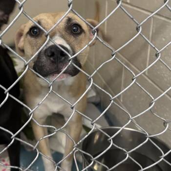 Mixed Breed Dogs Available for Adoption - Luther | PetCurious