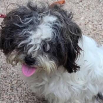 Shih Tzu Dogs Available for Adoption in Houston, Texas - Cojo | PetCurious