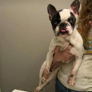 Maude -  French Bulldog Dog for Adoption in Austin, Texas - Maude | PetCurious