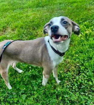 Zig Zag : Ziggy -  Boston Terrier and Chihuahua Dog for Adoption in Aurora, Indiana - Zig Zag : Ziggy | PetCurious