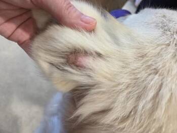 Jessi -  Great Pyrenees Dog for Adoption in Bossier City, Louisiana - Jessi | PetCurious