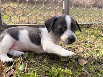 Milo (Banana) -  Terrier Dog for Adoption in New Braunfels, Texas - Milo (Banana) | PetCurious