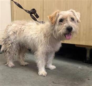 KENDRA -  Schnauzer and Mixed Breed Dog for Adoption in Camarillo, California - KENDRA | PetCurious