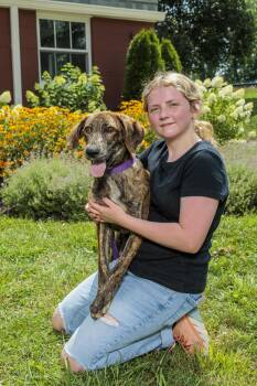 Rescue Treeing Walker Coonhound Dogs for Adoption in Chester Springs, Pennsylvania - Tessa | PetCurious