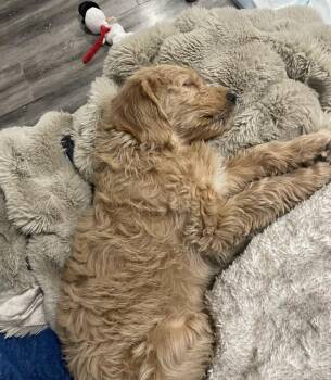 Goldendoodle Dogs Available for Adoption - Gianno | PetCurious