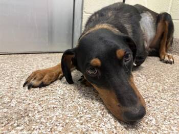 LADY -  Doberman Pinscher and Mixed Breed Dog for Adoption in Pueblo, Colorado - LADY | PetCurious