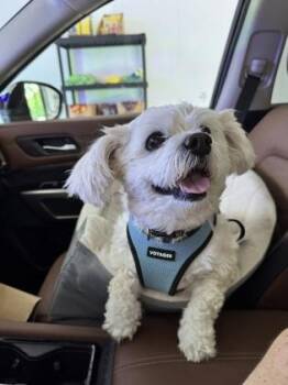 Beatrice - In Foster (Call to schedule a meet) -  Shih Tzu and Mixed Breed Dog for Adoption in East Brookfield, Massachusetts - Beatrice - In Foster (Call To Schedule A Meet) | PetCurious