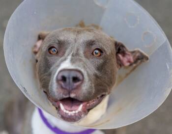 Rescue Pit Bull Terrier Dogs for Adoption in Durham, North Carolina - August | PetCurious