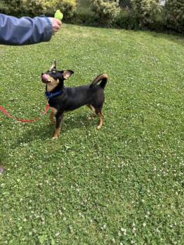 Lucy -  Doberman Pinscher Dog for Adoption in Vancouver, Washington - Lucy | PetCurious