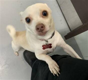 Chihuahua and Mixed Breed Dogs Available for Adoption - DIXIE | PetCurious