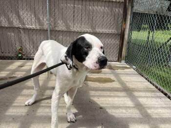Babe -  Great Dane Dog for Adoption in Pine Beach, New Jersey - Babe | PetCurious