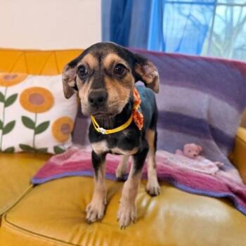 Chihuahua and Beagle Dogs Available for Adoption - Sweetie Potato | PetCurious