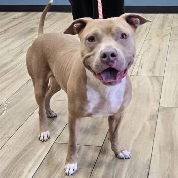 AHNJ-Stray-120762 -  Pit Bull Terrier Dog for Adoption in Newark, New Jersey - AHNJ-Stray-120762 | PetCurious