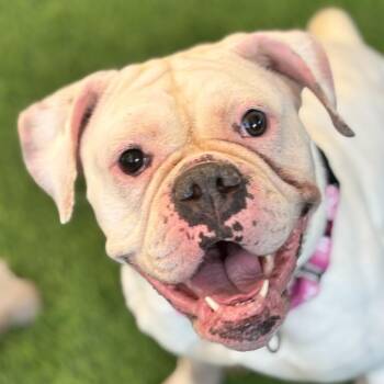 Molly 54571 -  Boxer and English Bulldog Dog for Adoption in Las Vegas, Nevada - Molly 54571 | PetCurious