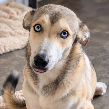 Bennie Blue - Handsome Lover Boy, Sweetest Personality, Loves Cu -  Anatolian Shepherd and Great Pyrenees Dog for Adoption in Houston, Texas - Bennie Blue - Handsome Lover Boy, Sweetest Personality, Loves Cu | PetCurious