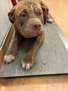 Pit Bull Terrier and Mixed Breed Dogs Available for Adoption in Martinez, California - ANGELICA PICKLES | PetCurious