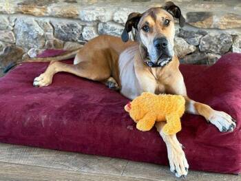 Rescue Great Dane Dogs for Adoption in Larkspur, Colorado - Archie | PetCurious