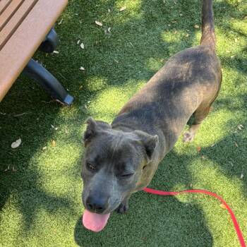 Sunny -  Mixed Breed Dog for Adoption in Sarasota, Florida - Sunny | PetCurious