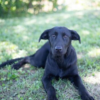 Britney Allen -  Black Labrador Retriever and None Dog for Adoption in Brownsboro, Alabama - Britney Allen | PetCurious