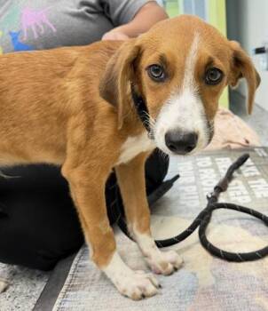 Unity - P -  Hound and Mixed Breed Dog for Adoption in Daytona Beach, Florida - Unity - P | PetCurious