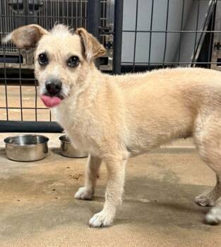 BELLA -  Chihuahua and Norwich Terrier Dog for Adoption in Grand Prairie, Texas - BELLA | PetCurious