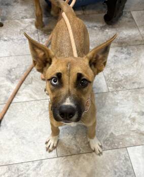 SAMBA -  Mixed Breed Dog for Adoption in Rochester, Indiana - SAMBA | PetCurious