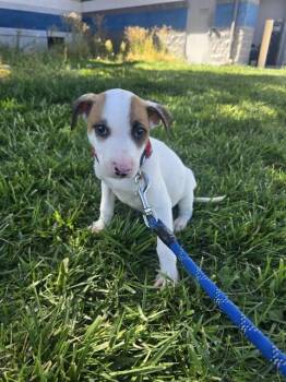 FERN -  German Shepherd Dog and Pit Bull Terrier Dog for Adoption in Casper, Wyoming - FERN | PetCurious