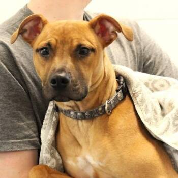 26-00682 -  Terrier Dog Available for Adoption in Fredericksburg, Virginia - 26-00682 | PetCurious