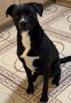 Rescue Mixed Breed Dogs for Adoption in Dallas, Texas - CAPTIAN | PetCurious