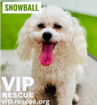 Poodle and Maltipoo Dogs Available for Adoption in Redington Beach, Florida - Snowball Redington Beach | PetCurious