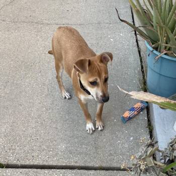 Mia Amore -  Jack Russell Terrier and Mixed Breed Dog for Adoption in New Orleans, Louisiana - Mia Amore | PetCurious