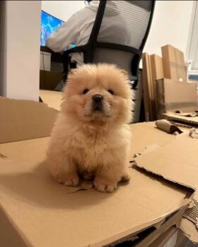 Suede -  Chow Chow Dog for Adoption in Farmington, Connecticut - Suede | PetCurious