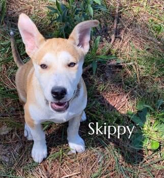 Mixed Breed Dogs Available for Adoption in Pembroke, Massachusetts - Skippy | PetCurious