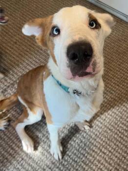 Oscar -  Australian Shepherd and Shar Pei Dog for Adoption in South Saint Paul, Minnesota - Oscar | PetCurious