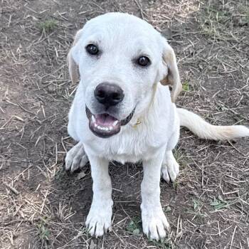 Sasha -  Labrador Retriever Dog for Adoption in Olive Branch, Mississippi - Sasha | PetCurious