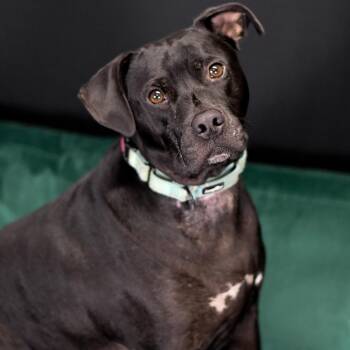 Tickles -  American Bulldog Dog for Adoption in Defuniak Springs, Florida - Tickles | PetCurious