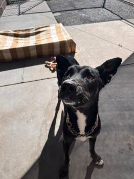 Rescue Shepherd Dogs for Adoption in Renfrew, Pennsylvania - Laika | PetCurious