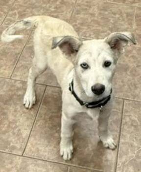Bok Choy -  Australian Cattle Dog Blue Heeler and Siberian Husky Dog for Adoption in Littleton, Colorado - Bok Choy | PetCurious