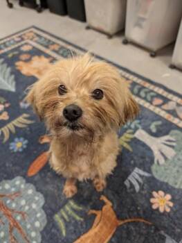 Nellie Girl -  Shih Tzu and Mixed Breed Dog for Adoption in Sultan, Washington - Nellie Girl | PetCurious