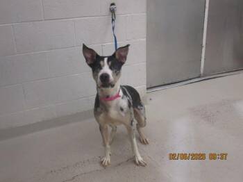 Catahoula Leopard Dog and Australian Cattle Dog Blue Heeler Dogs Available for Adoption - Nema(17) | PetCurious