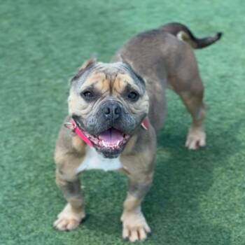 English Bulldog Dogs Available for Adoption in Logan, Utah - Star | PetCurious