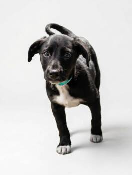 Brix -  Shepherd and Mixed Breed Dog for Adoption in Hudson, New York - Brix | PetCurious