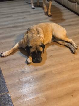 Rosie -  Mastiff Dog for Adoption in Glendale, Arizona - Rosie | PetCurious